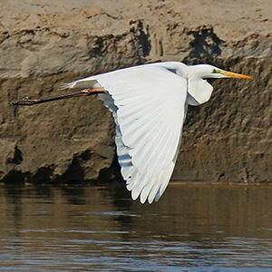 Great Egret